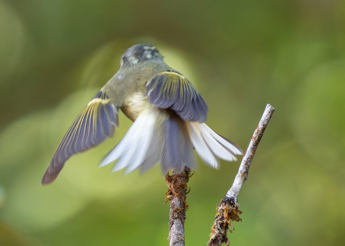 Buff-barred Warbler - ML640313822