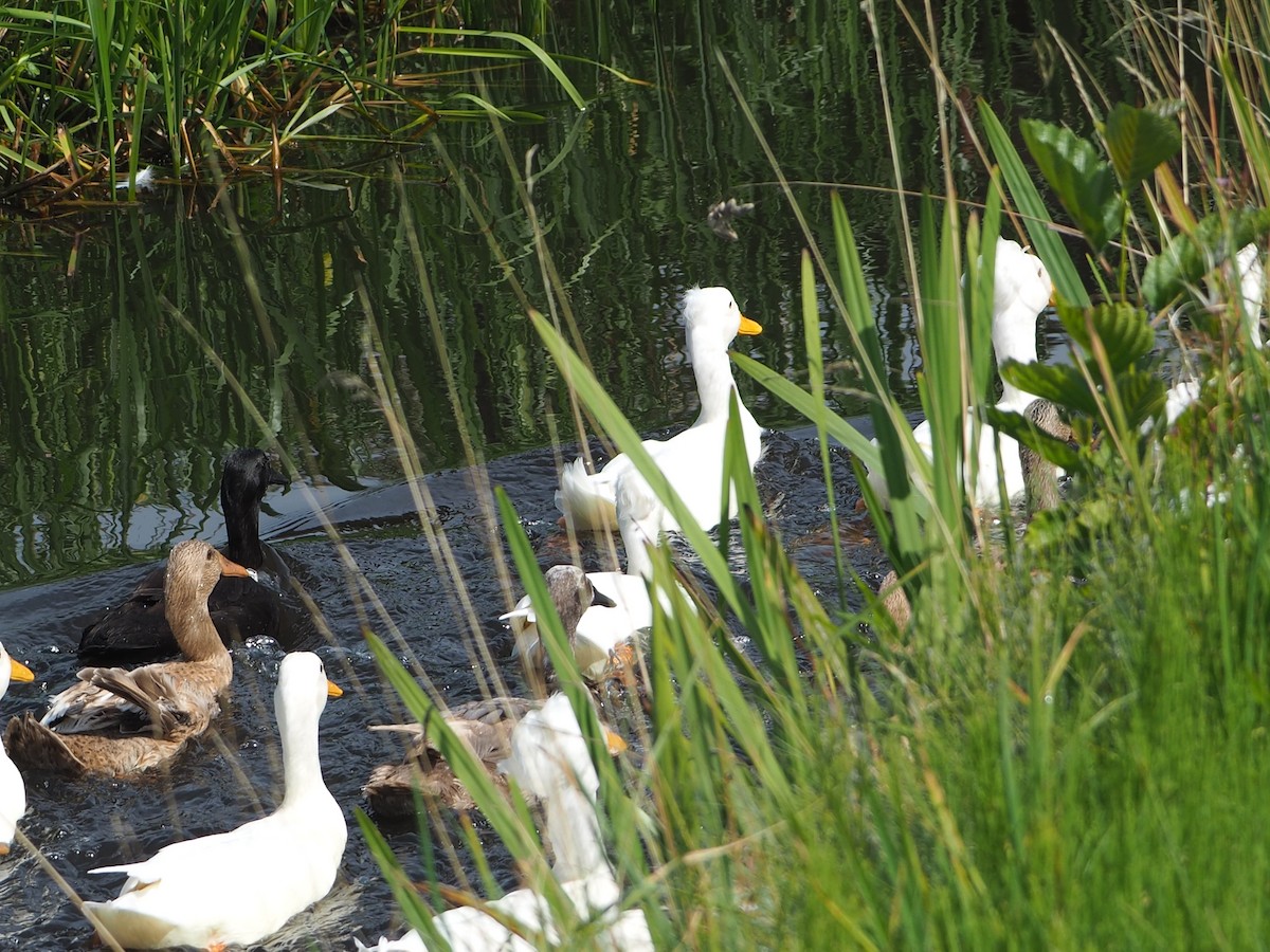 duck sp. - ML640313825