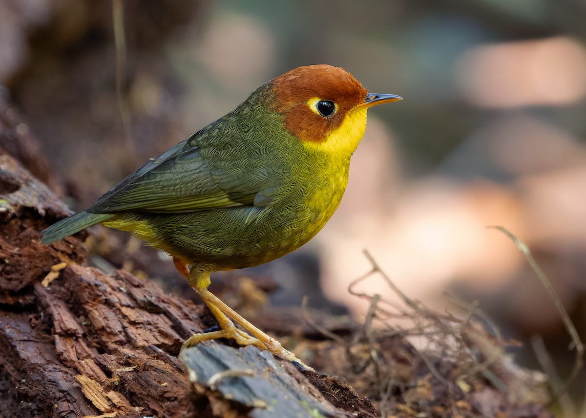 Chestnut-headed Tesia - ML640313837