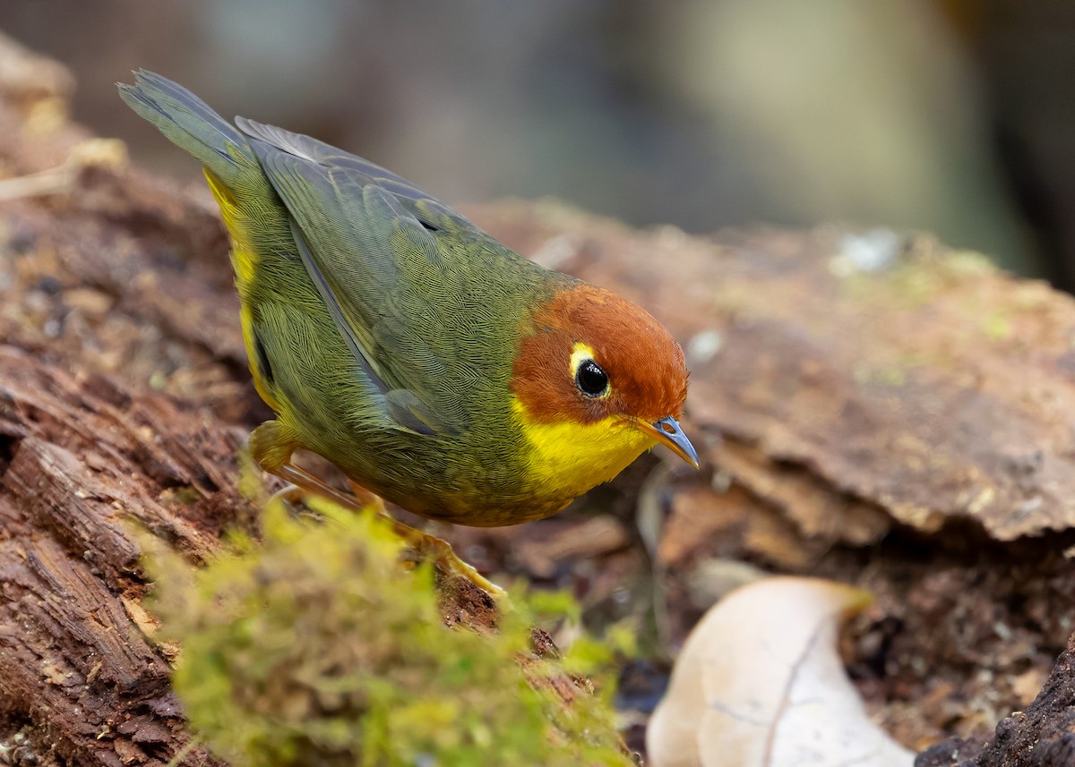 Chestnut-headed Tesia - ML640313838
