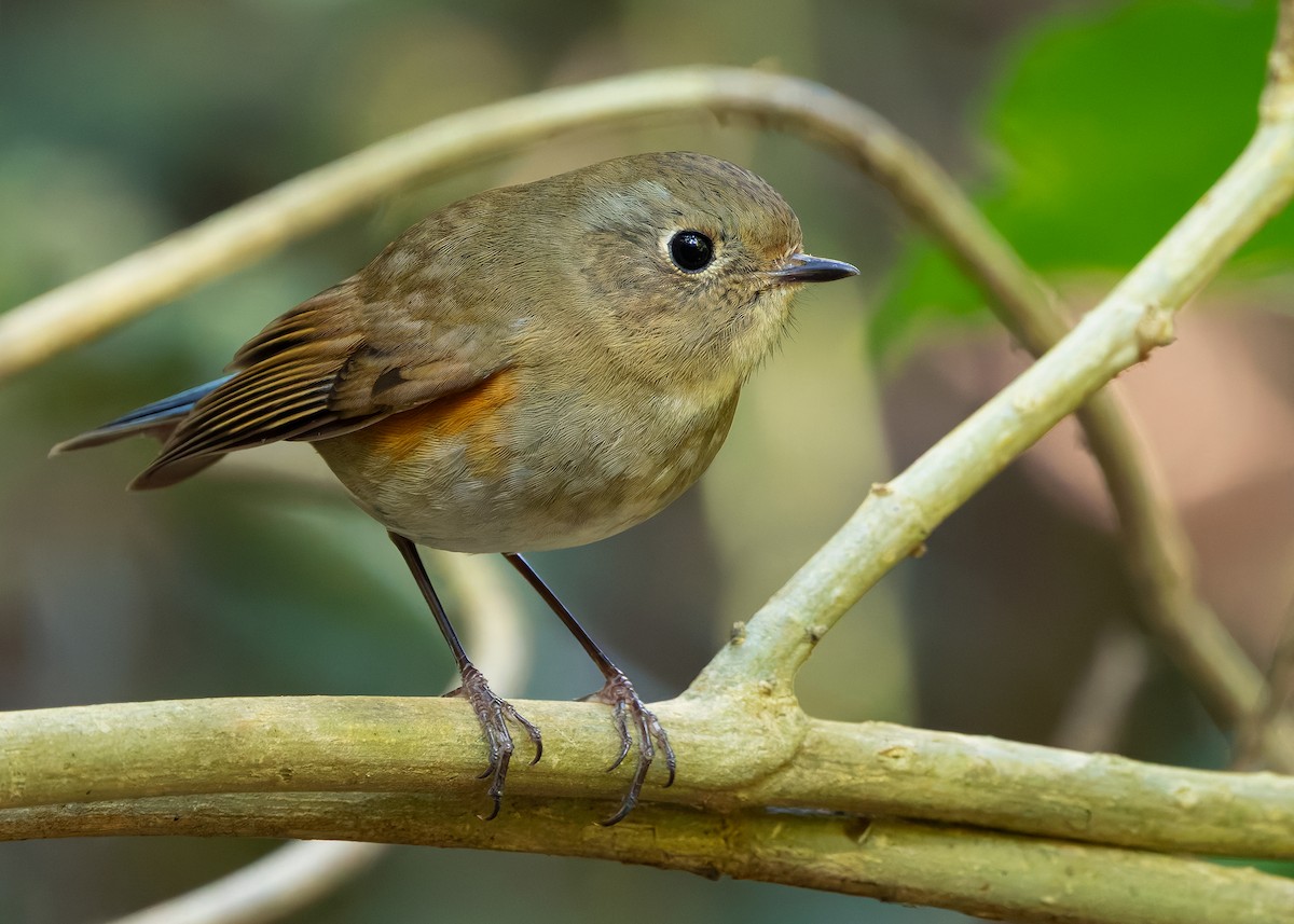 Robin de l'Himalaya - ML640313846