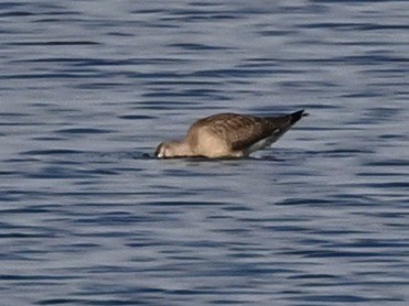 Hudsonian Godwit - ML640313946