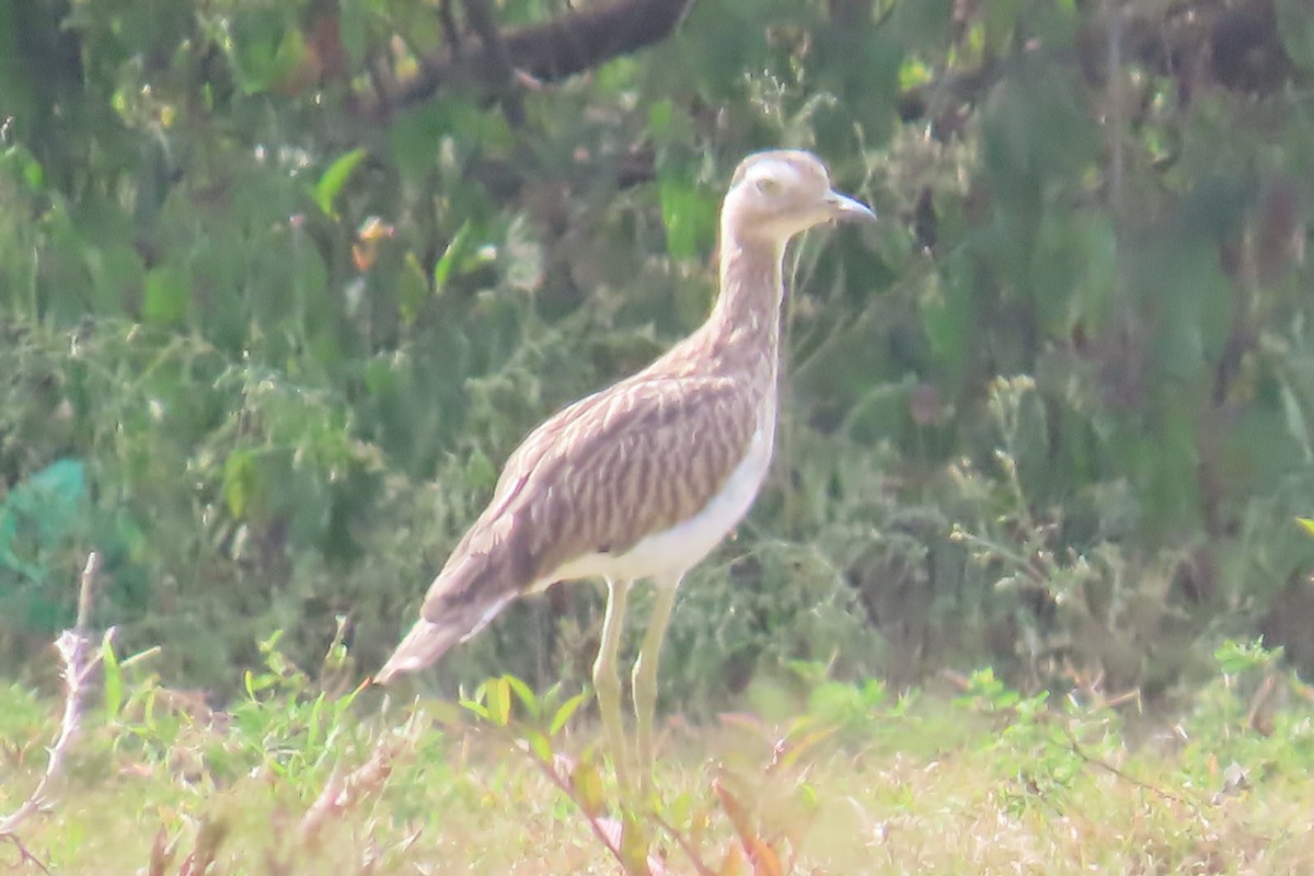 Double-striped Thick-knee - ML640313947