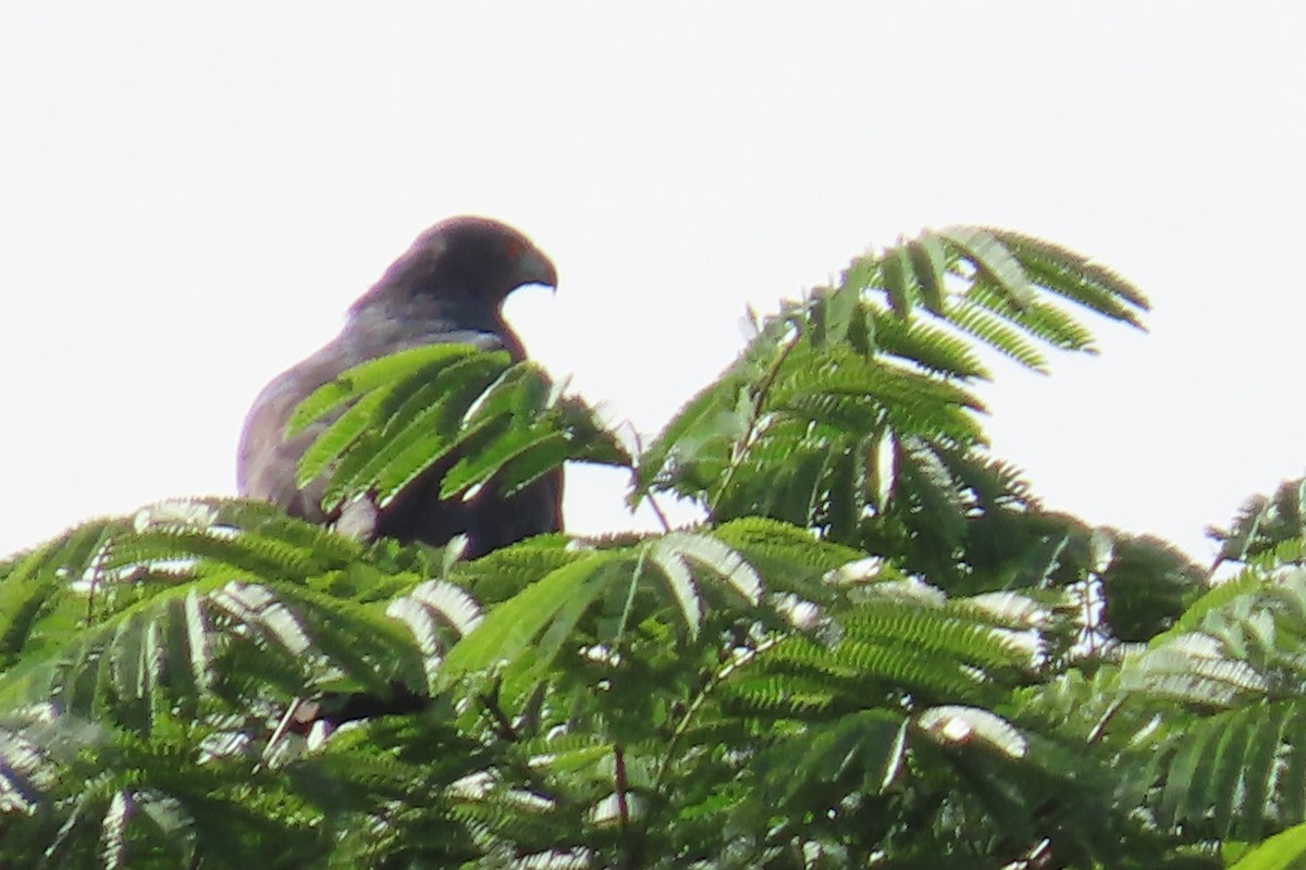 Crane Hawk - ML640313956