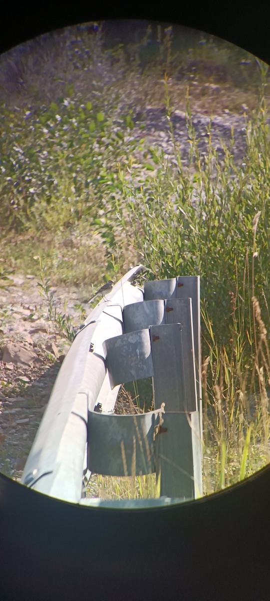 White Wagtail - ML640313979