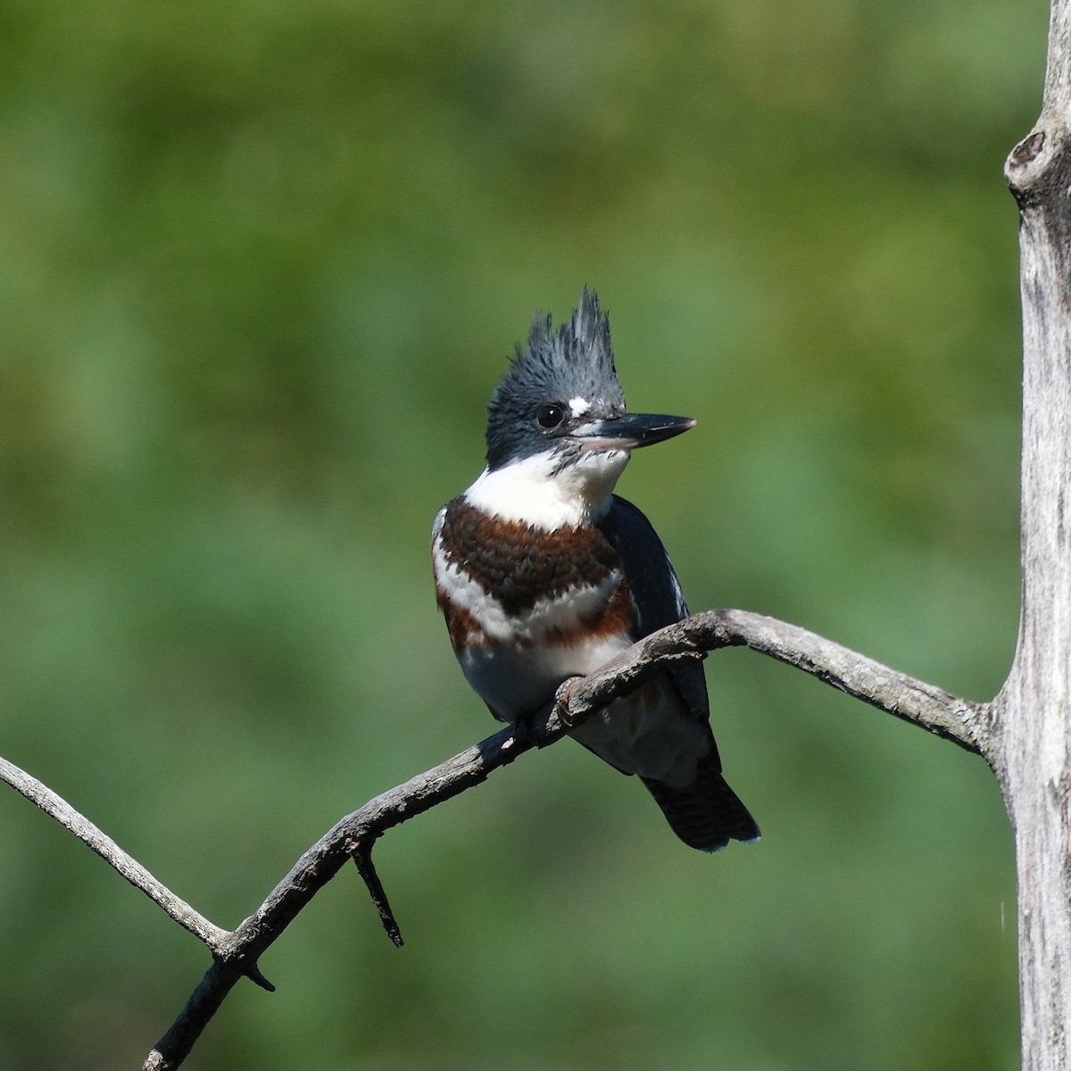 Belted Kingfisher - ML640314005