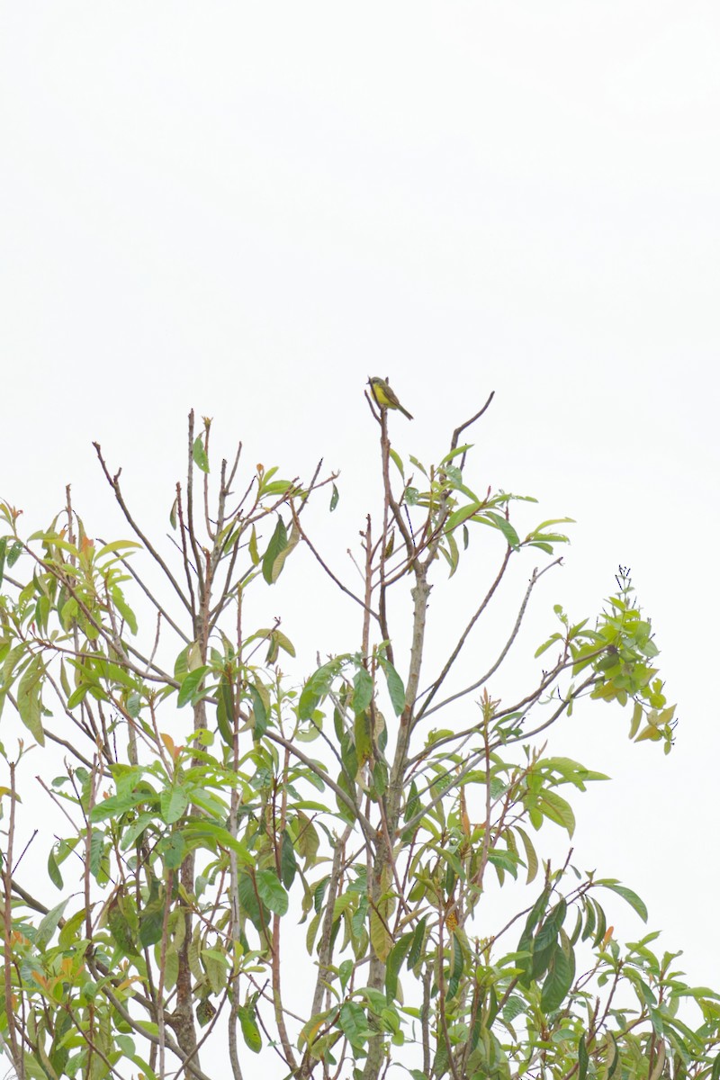 Gray-capped Flycatcher - ML640314017