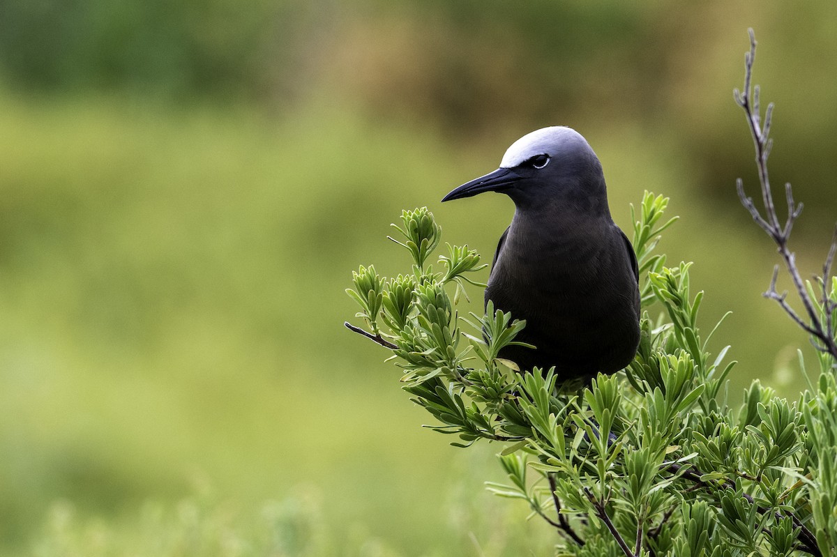 Brown Noddy - ML640314039