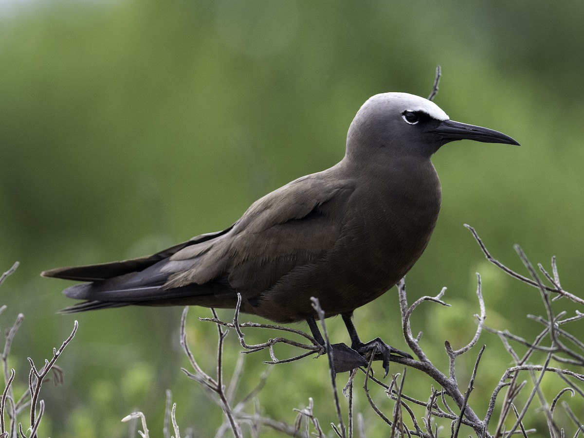 Brown Noddy - ML640314047