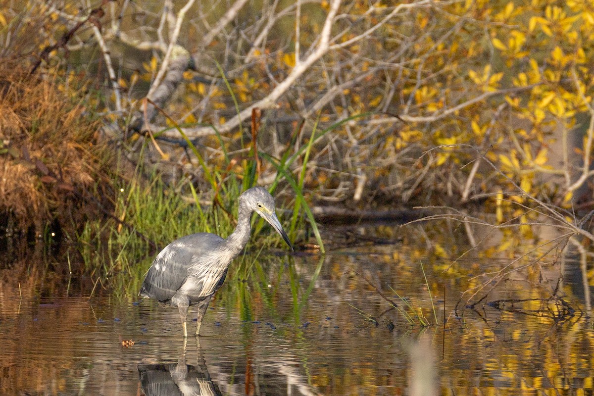 Little Blue Heron - ML640314077