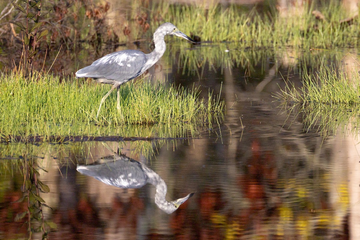 Little Blue Heron - ML640314084