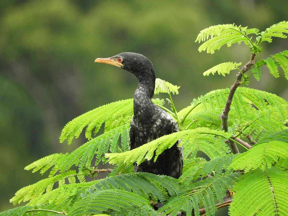 קורמורן ארוך-זנב - ML640314085