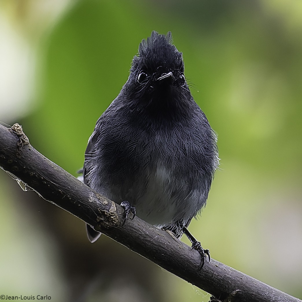 White-tailed Crested Flycatcher - ML640314090