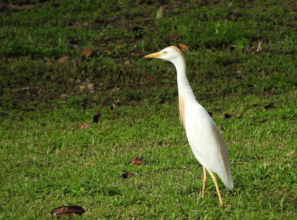 אנפית בקר מערבית - ML640314094