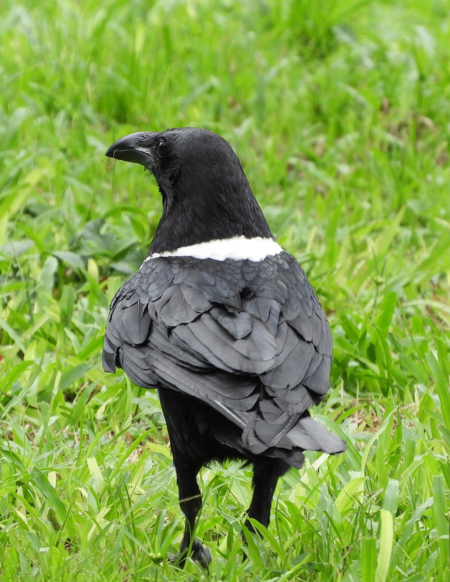 עורב עקוד - ML640314106