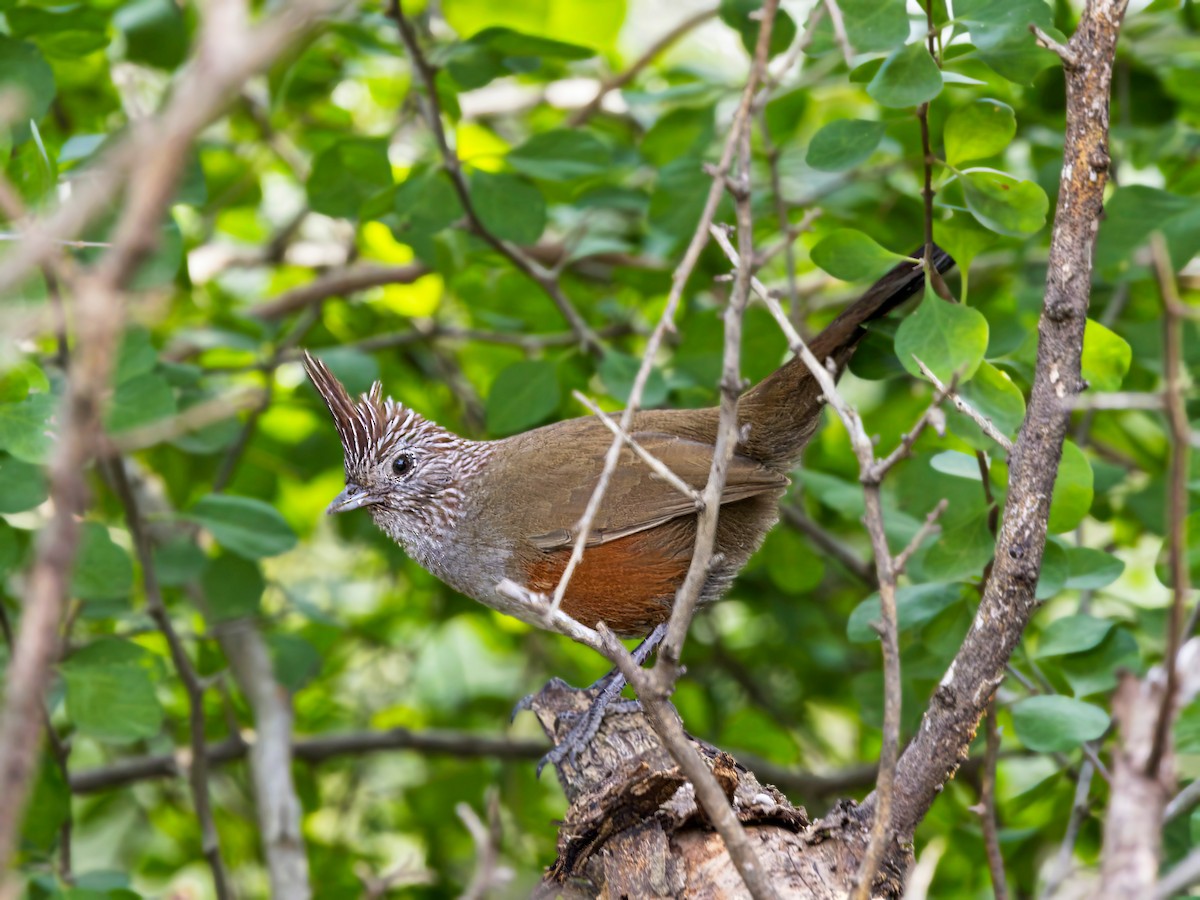 Crested Gallito - ML640314112