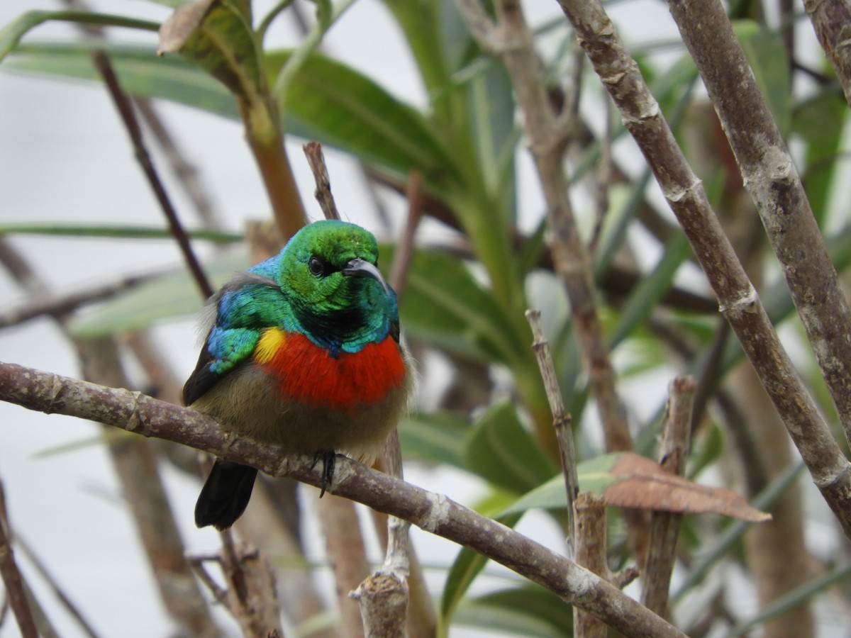 Tiny Sunbird - ML640314113