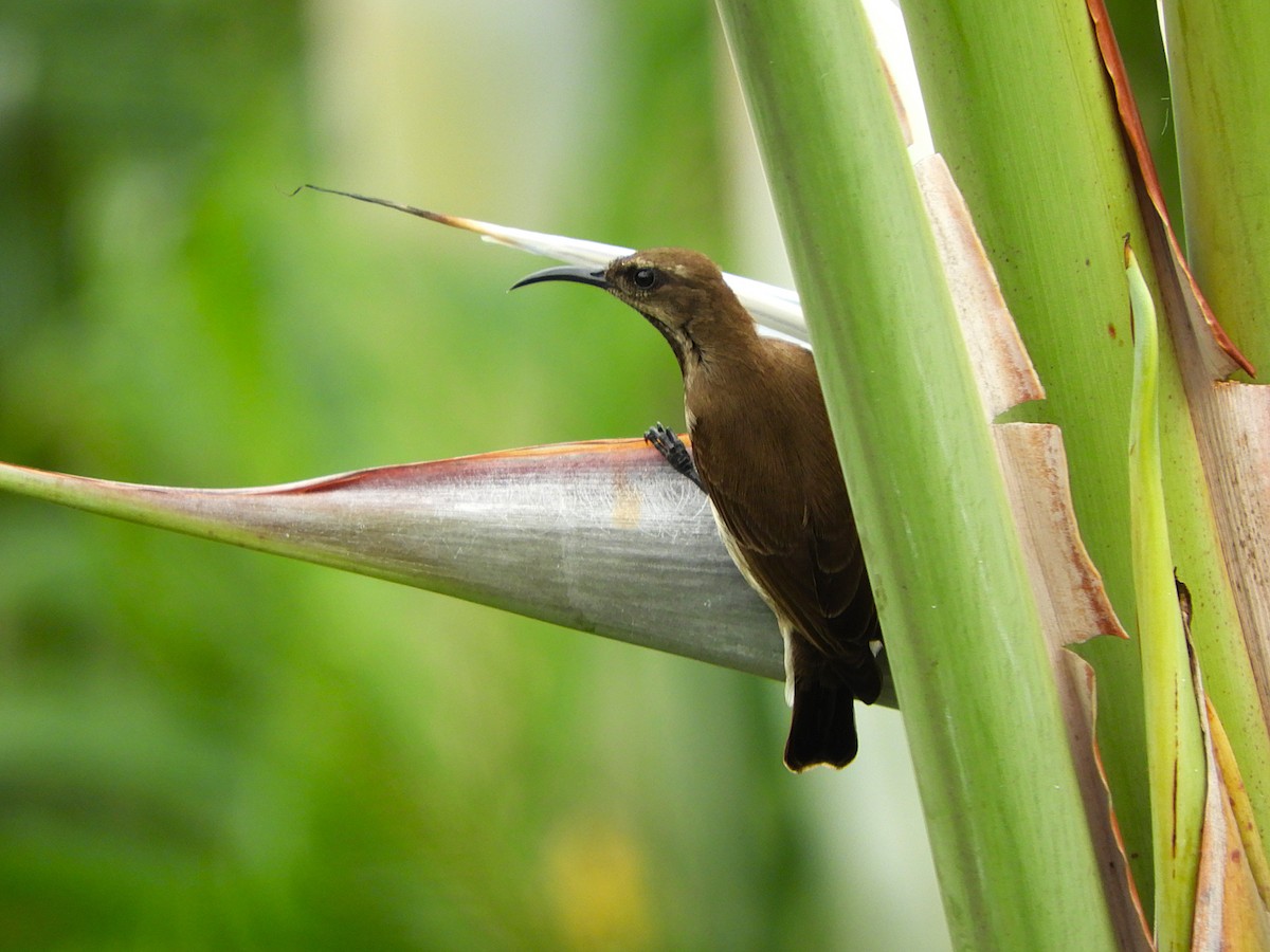 Tiny Sunbird - ML640314119