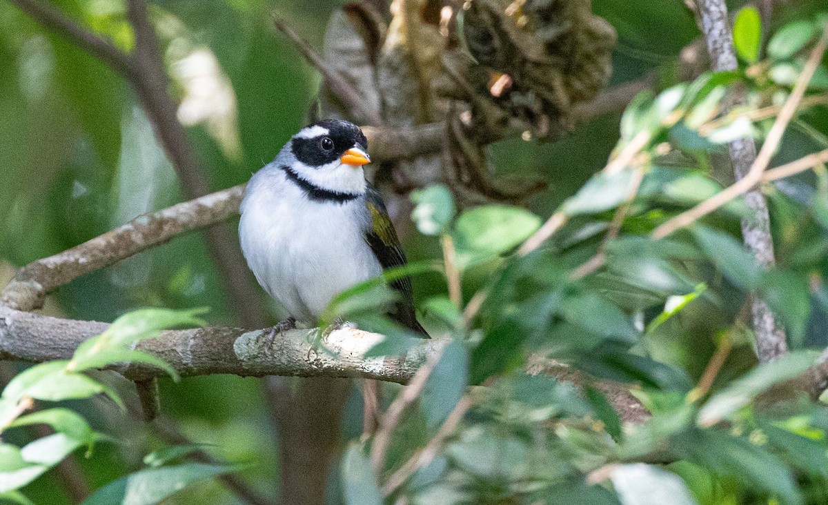Saffron-billed Sparrow (Gray-backed) - ML640314132