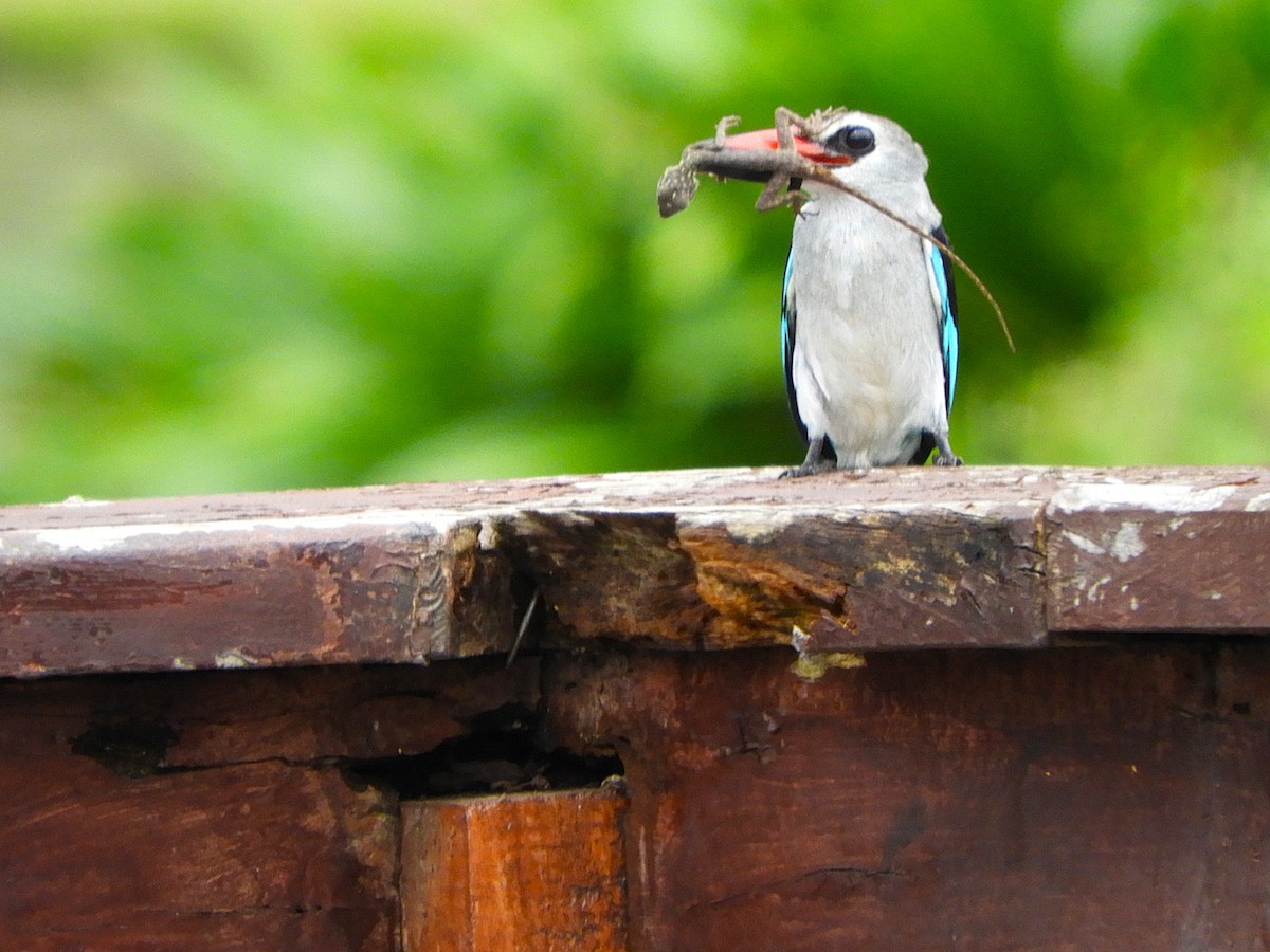 Woodland Kingfisher - ML640314136