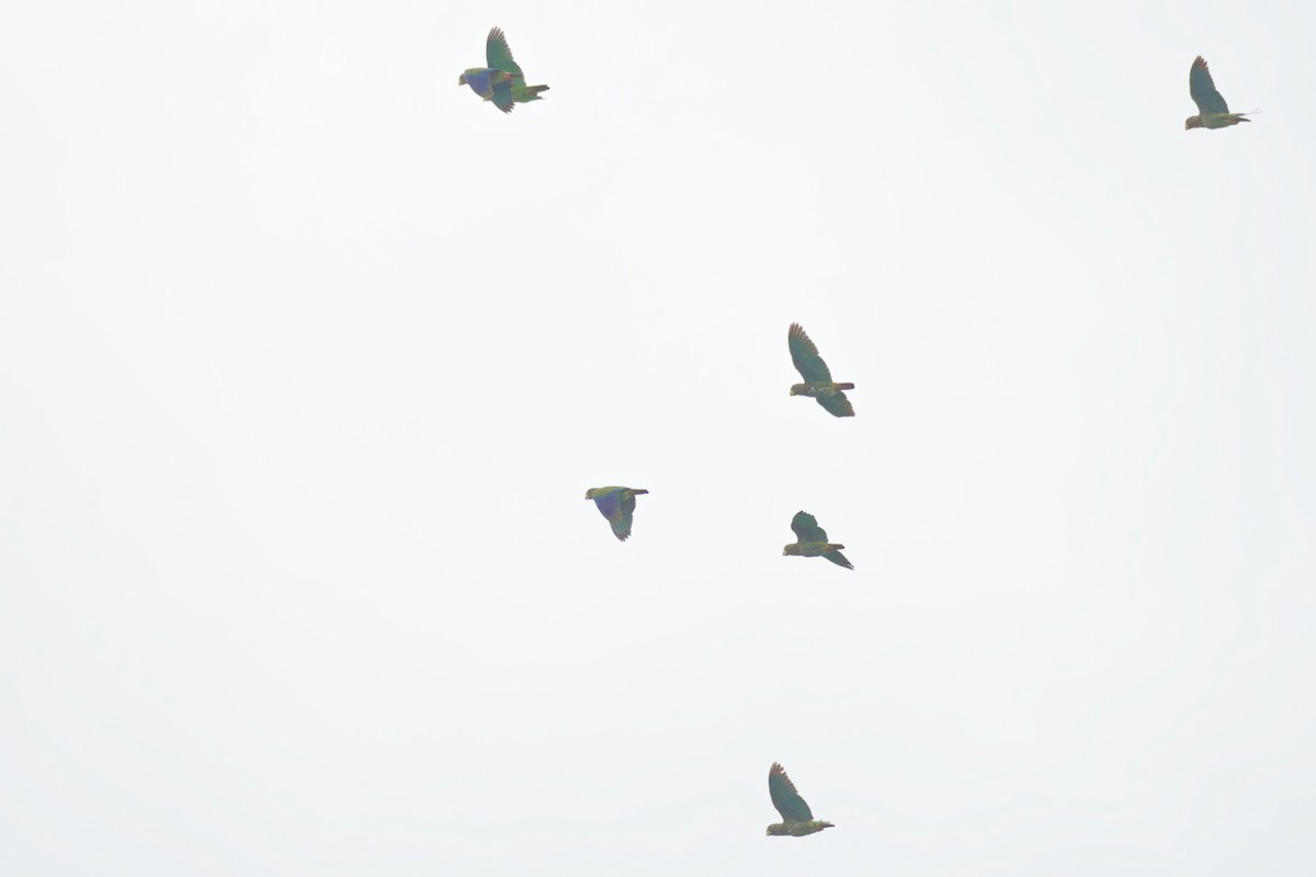 Loro Senil - ML640314150