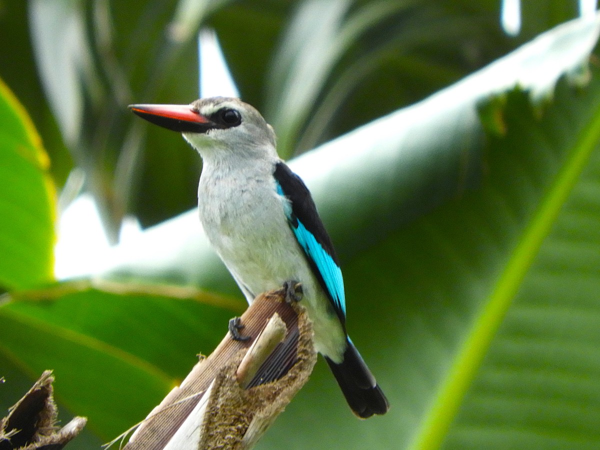 Woodland Kingfisher - ML640314170