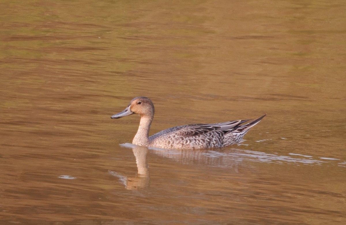 stjertand - ML640314172