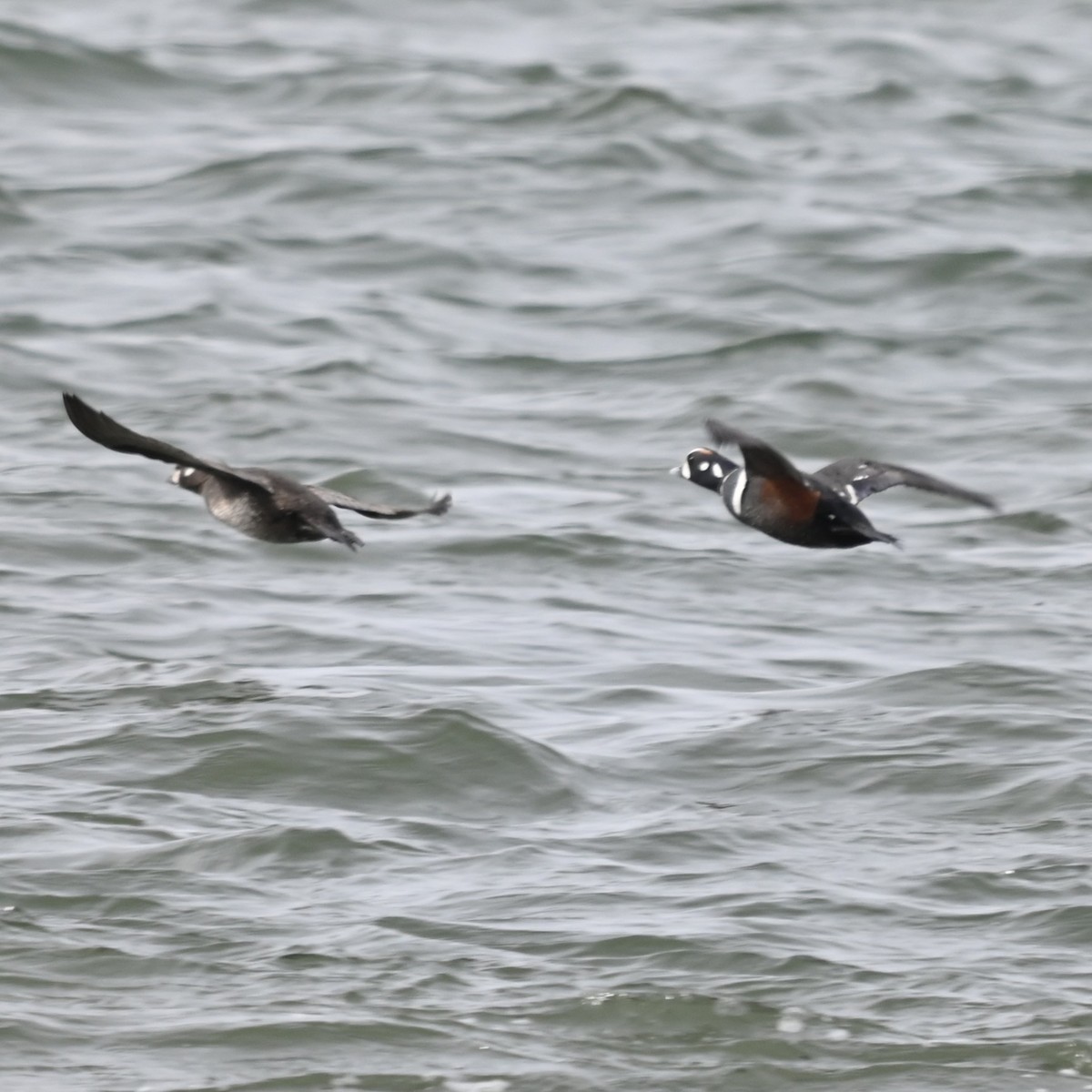 Harlequin Duck - ML640314227