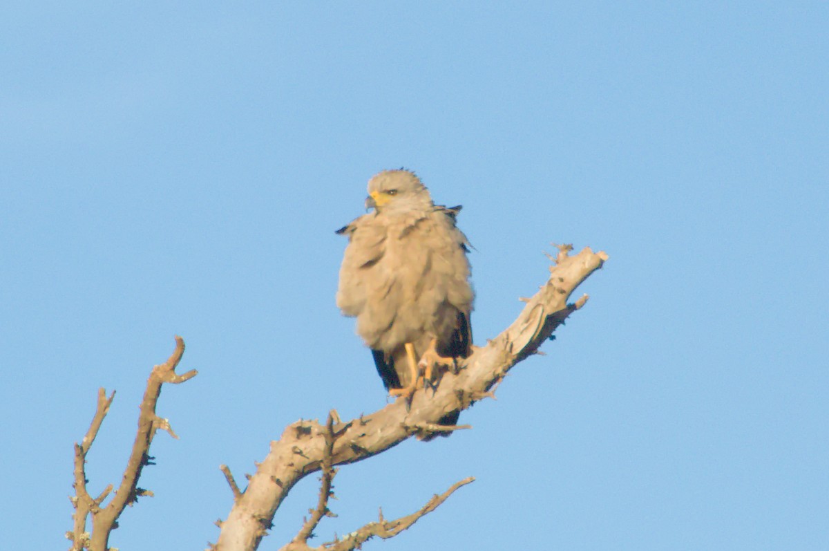 Chaco Eagle - ML640314242