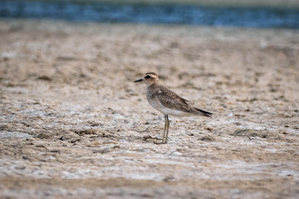 Caspian Plover - ML640314292