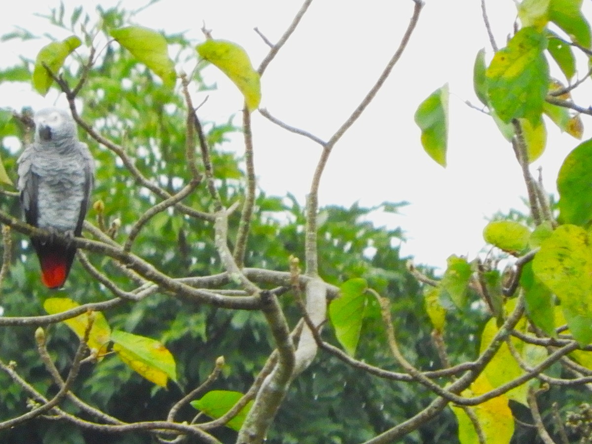 Gray Parrot - ML640314295