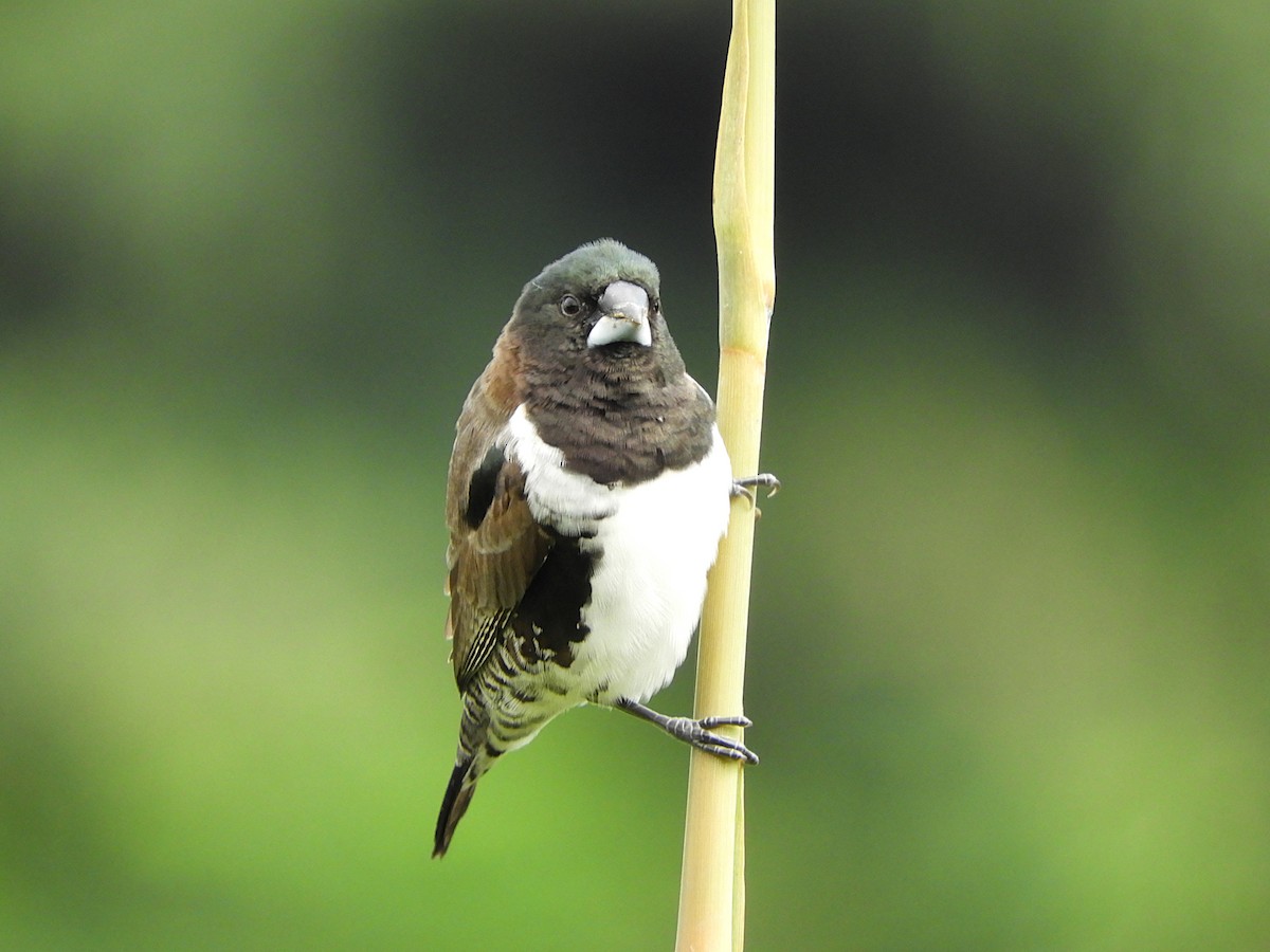 Bronze Mannikin - ML640314314