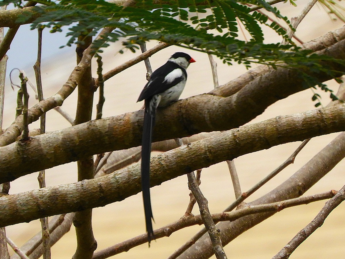 vdovka černobílá - ML640314346