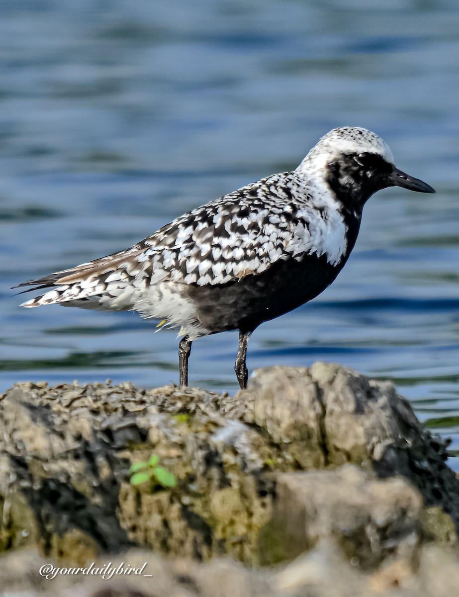Black-bellied Plover - ML640314359