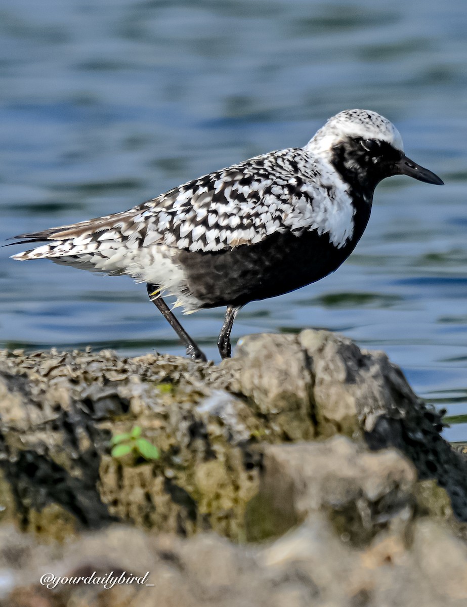 Black-bellied Plover - ML640314360