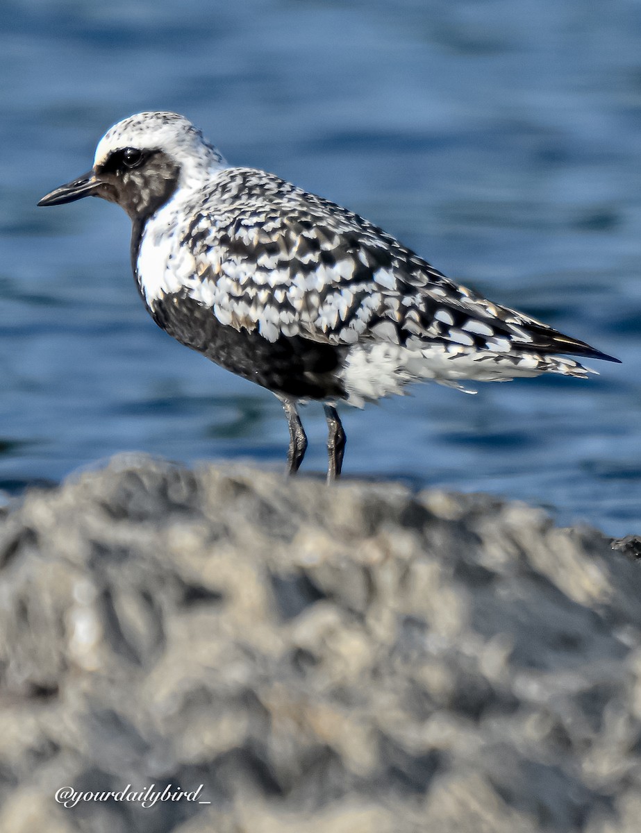 Black-bellied Plover - ML640314361