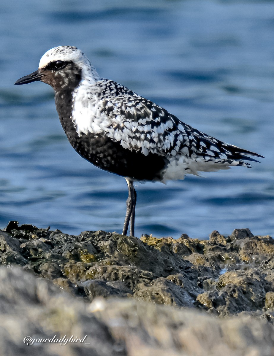 Black-bellied Plover - ML640314362