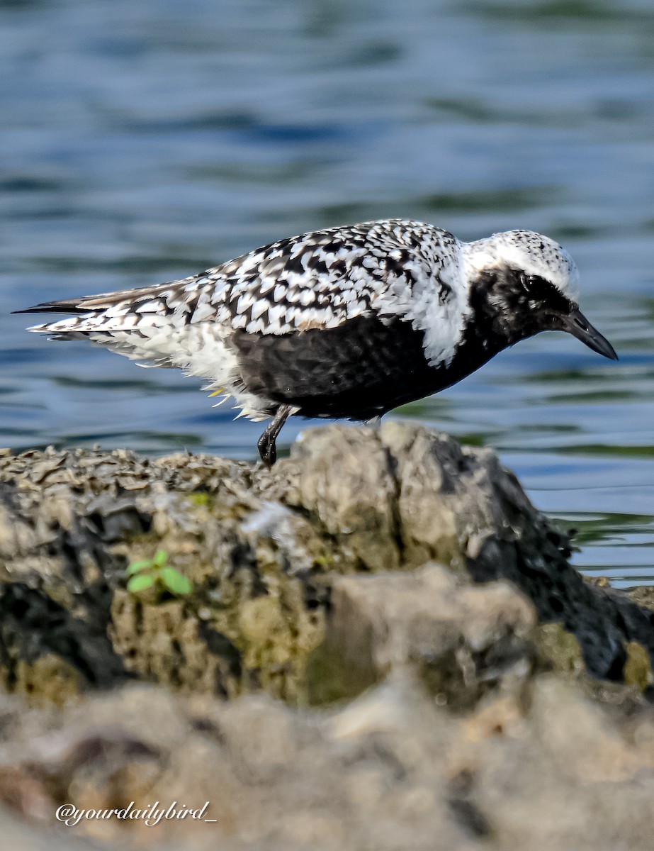 Black-bellied Plover - ML640314364