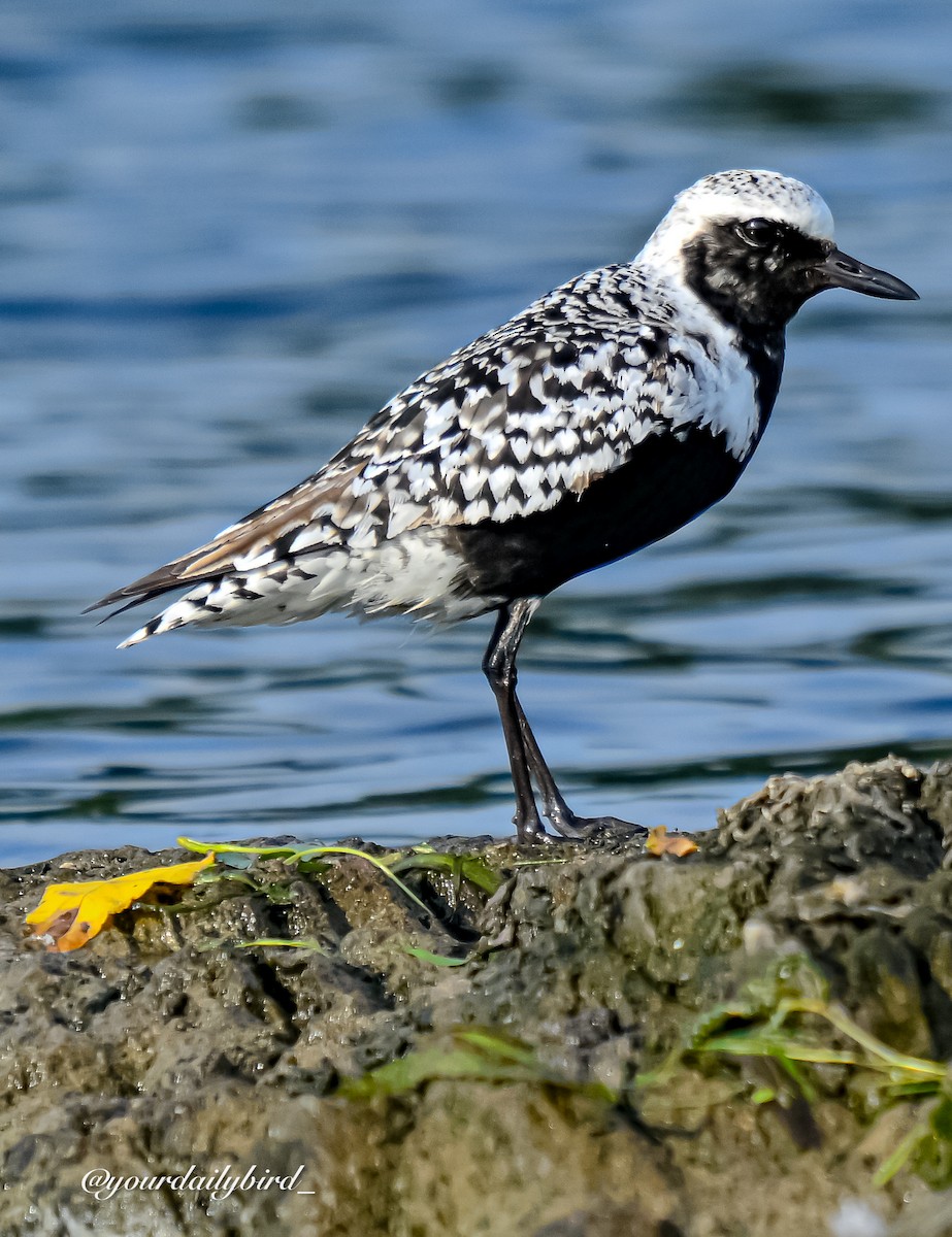 Black-bellied Plover - ML640314365