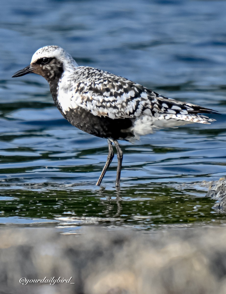 Black-bellied Plover - ML640314366