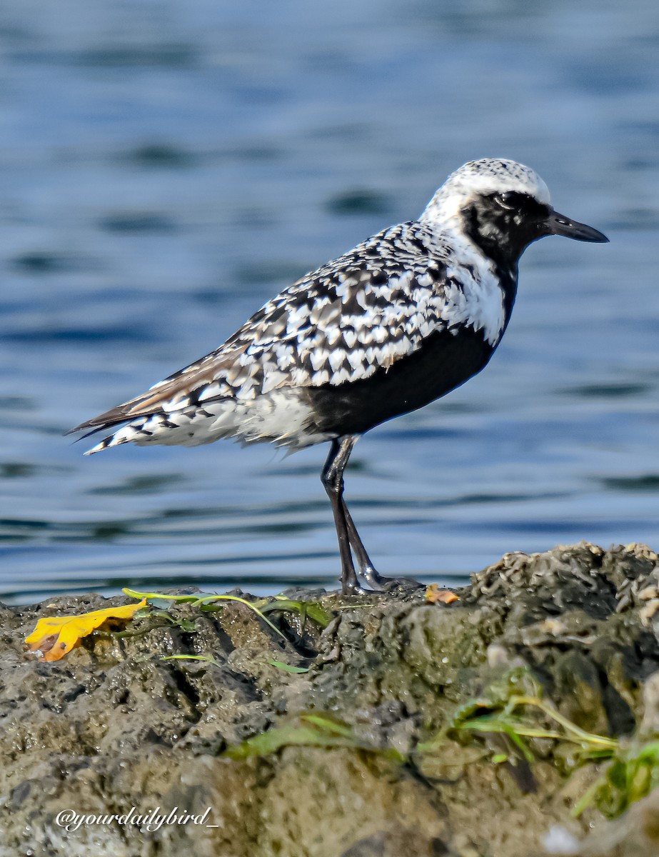 Black-bellied Plover - ML640314367