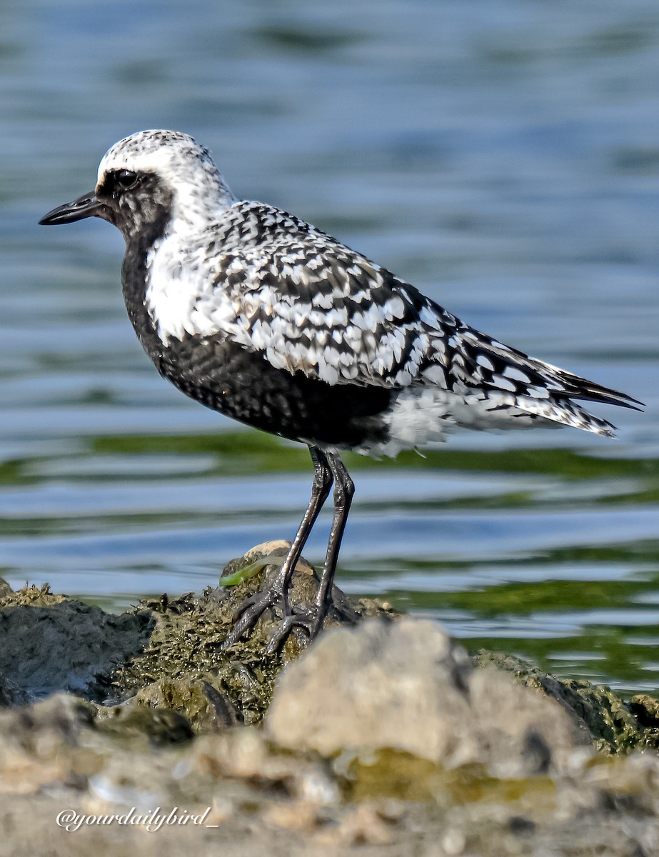 Black-bellied Plover - ML640314368