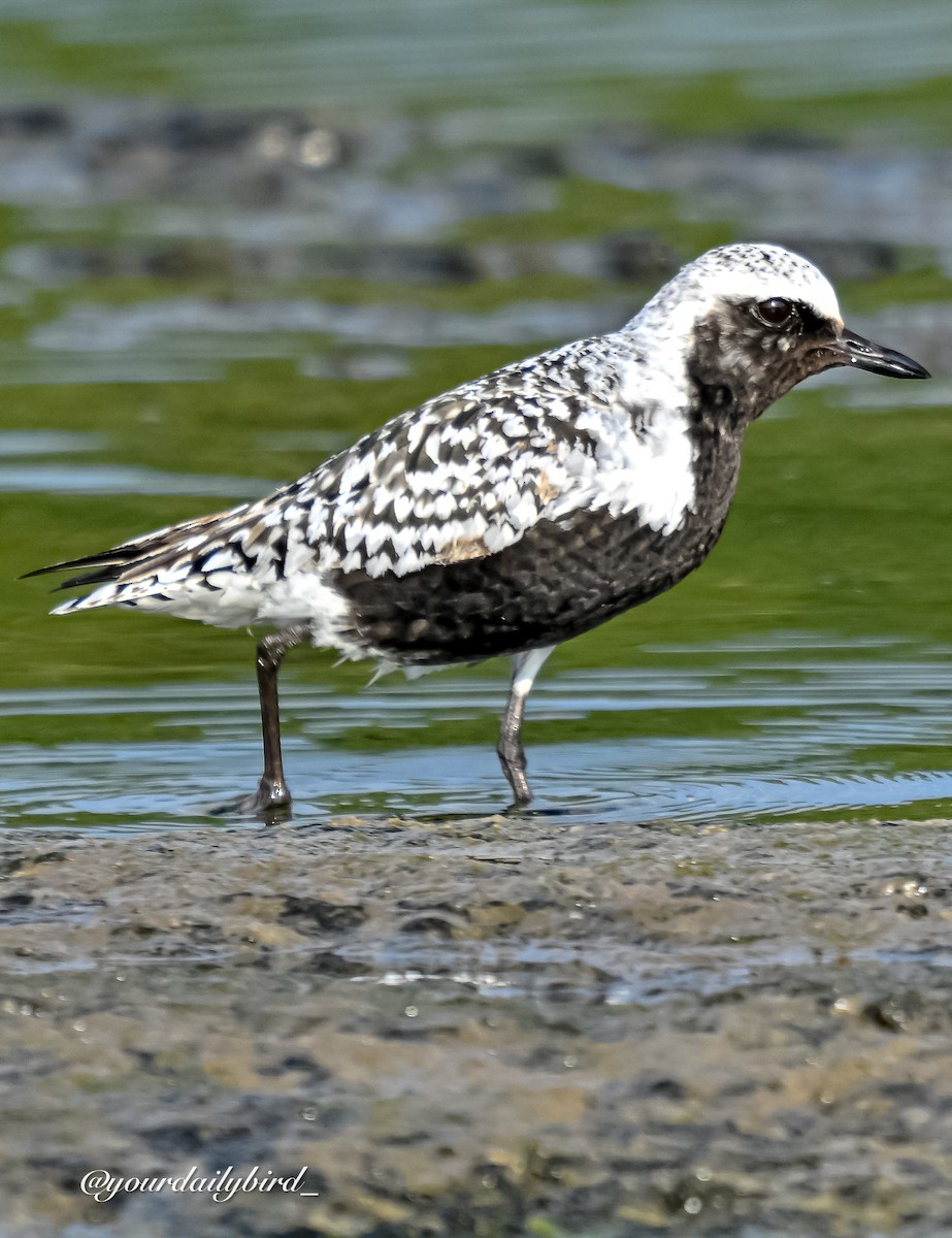 Black-bellied Plover - ML640314369