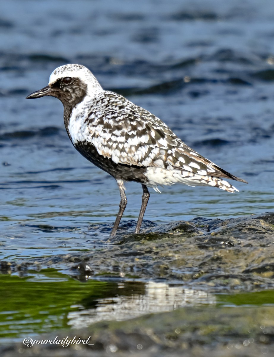 Black-bellied Plover - ML640314370