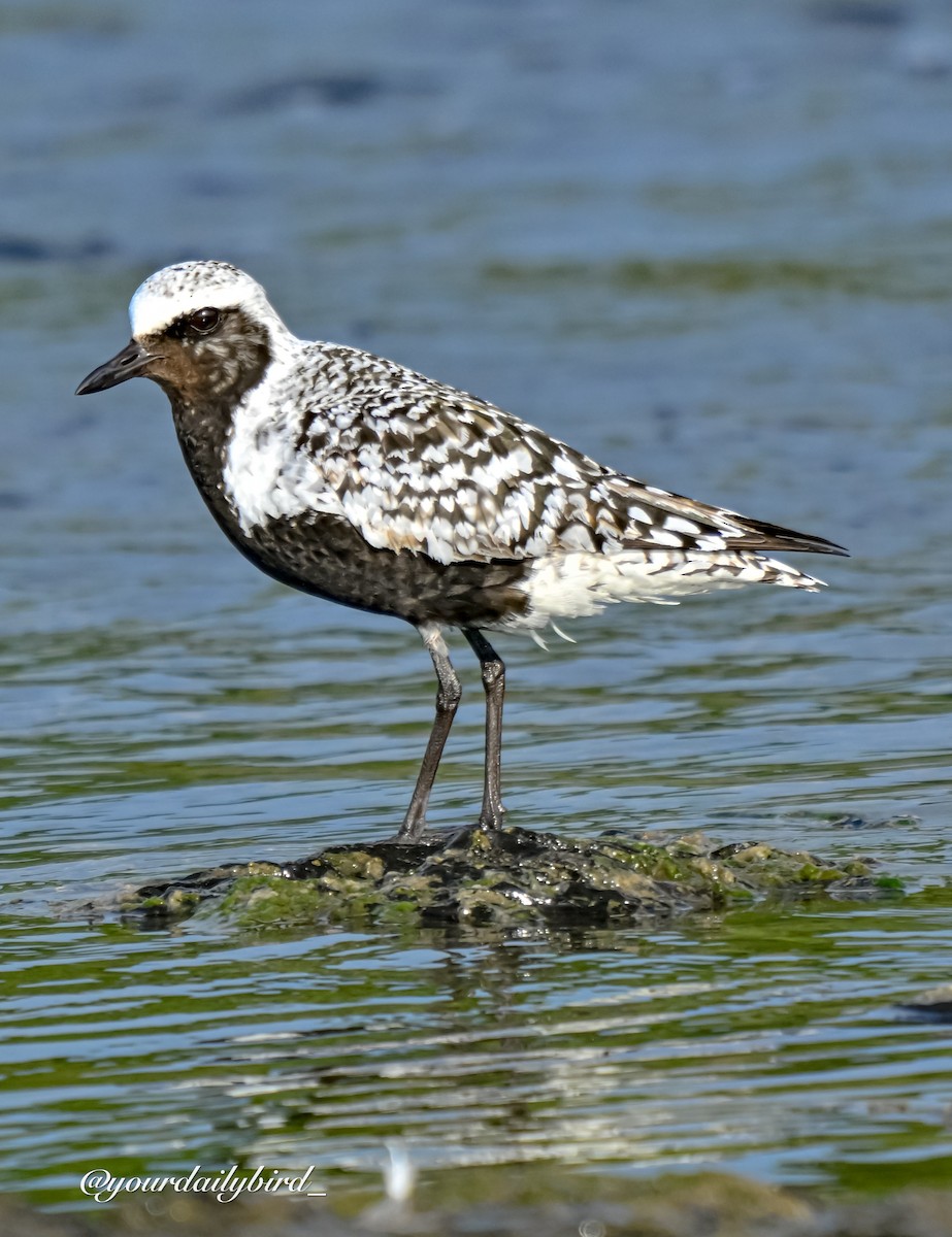 Black-bellied Plover - ML640314371