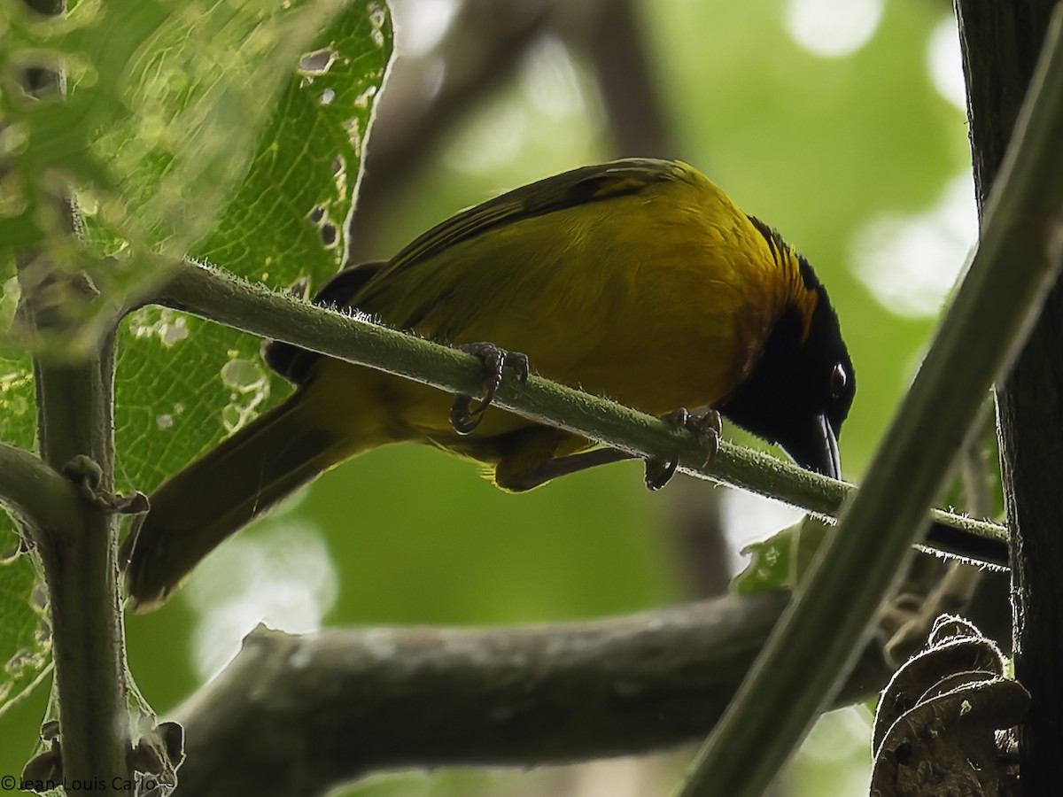 Strange Weaver - ML640314426