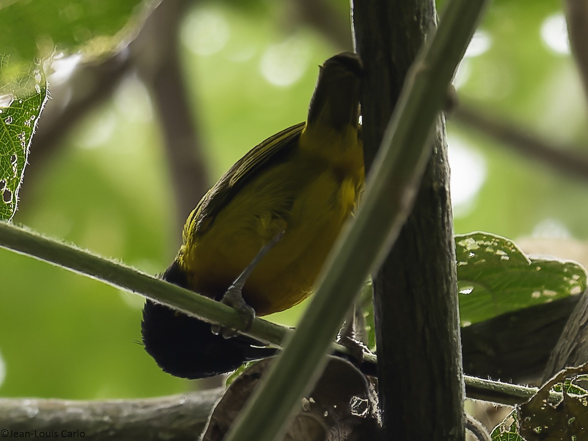 Strange Weaver - ML640314427
