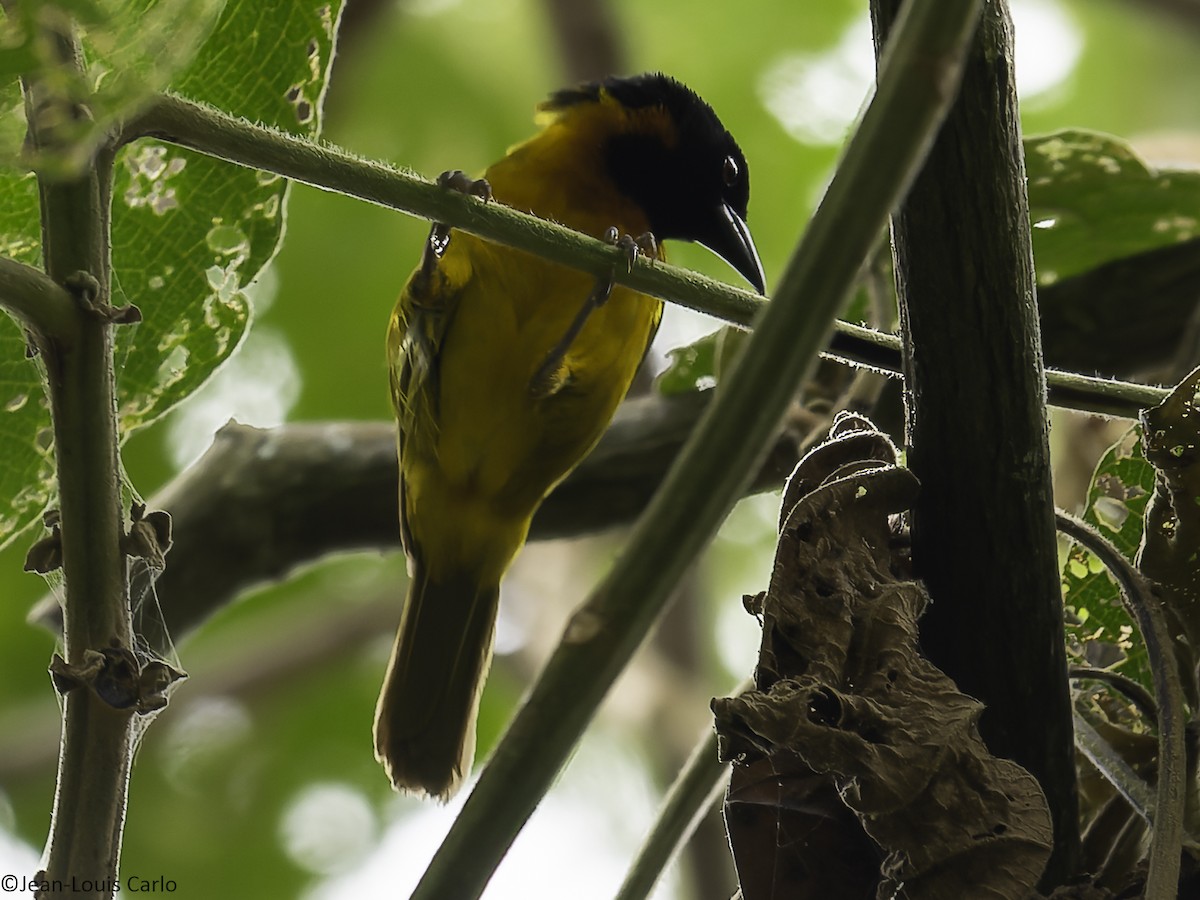 Strange Weaver - ML640314428