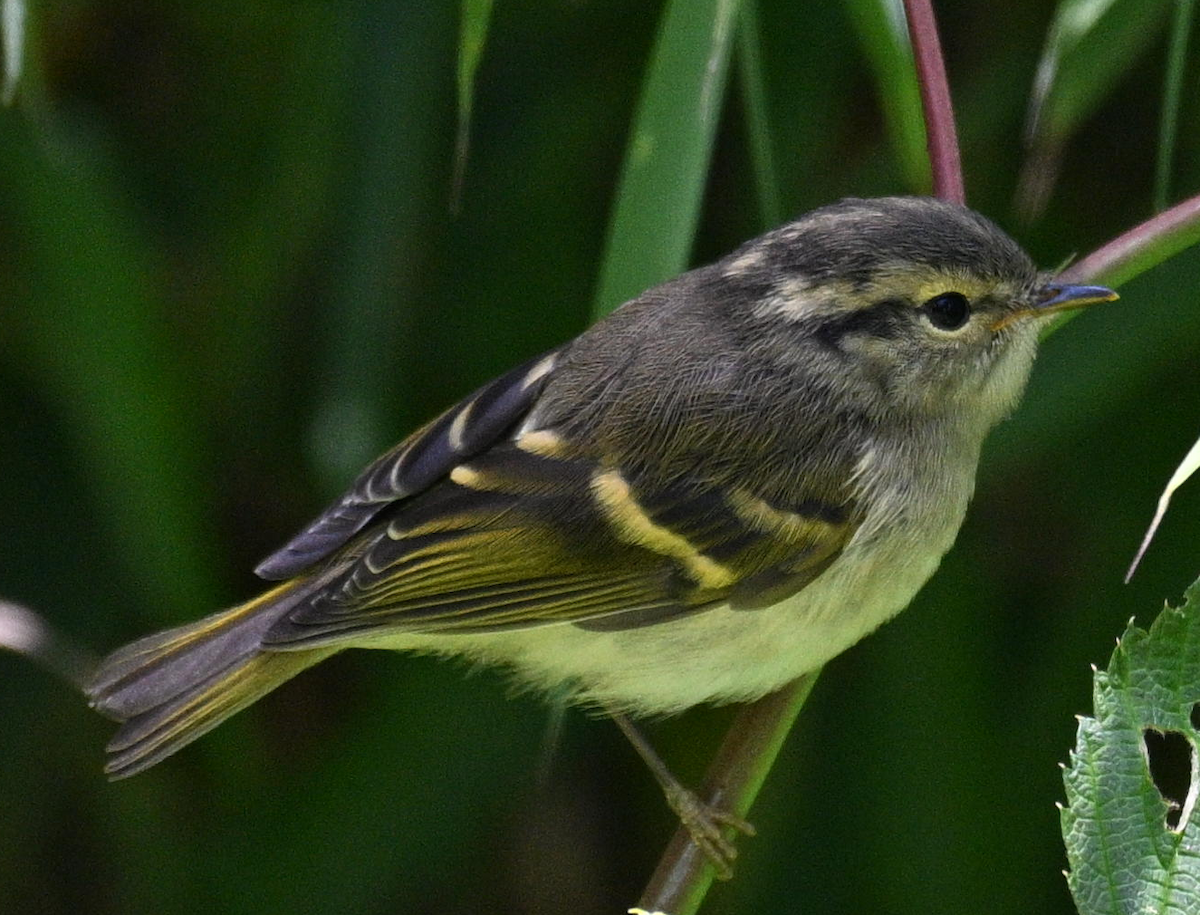 Buff-barred Warbler - ML640314451