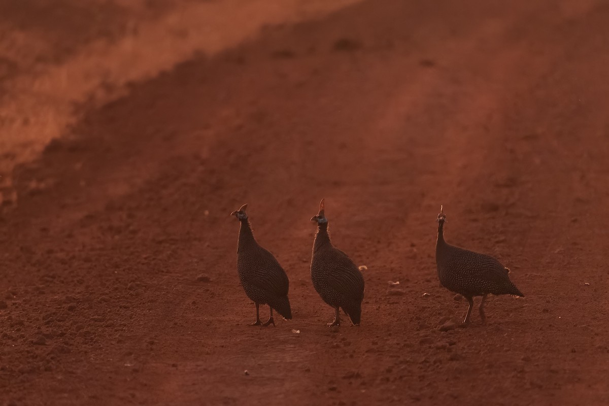 ホロホロチョウ - ML640314454